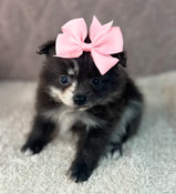 XS Pomapoo Female Tiny Princess