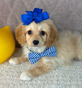 XS Tiny Cavapoo Male Biscuit