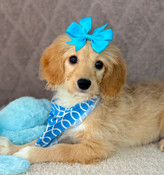 On Sale: XS Tiny Cavapoo Male Biscuit