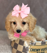 XS Tiny Cavapoo Female Blossom
