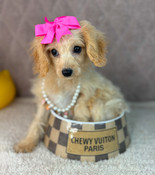 On Sale: XS Tiny Cavapoo Female Blossom