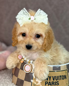 XS Tiny Cavapoo Female Bella