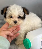 Remaining Payment - Deposit pending. XXS Morkiepoo Male Murphy