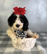 Tiny Toy Cockapoo Male Cooper