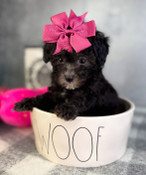 XXS Poodle Female Sally