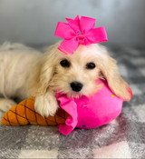 Last in the Litter Sale: Tiny Toy Cockapoo Female Claire