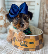 Little Parti Yorkshire Terrier Male Pumpkin