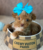 XXS Tiny Toy Aussiedoodle Male Andy