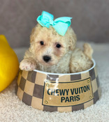 XS Poodle Male Thomas