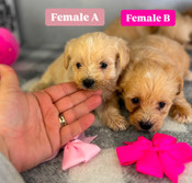 New XS Yorkiepoo Litter Females