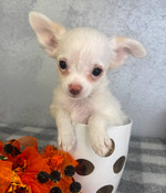 XXS Teacup Chihuahua Male Casper