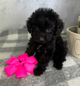 XXS Teacup Poodle Female Tulip