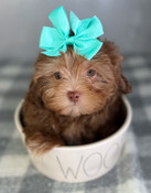 XS Shihpoo Male Scout