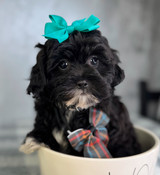 XS Shihpoo Male Smokey