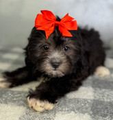 XS Shihpoo Female Sophie