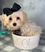 XS Tiny Maltipoo Male Maxwell