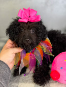 Little Toy Poodle Female Trinity