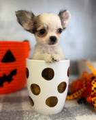 XXS Teacup Chihuahua Male Charming