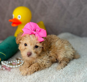 Christmas Sale: XXS Poodle Female Destiny