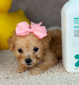 Christmas Sale: XXS Poodle Female Daisy