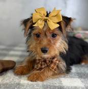 New Year Sale: XS Tiny Morkie Male Frank