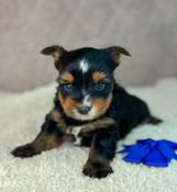 XS Tiny Morkie Male Fitzgerald