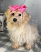 New Years Sale: XS Yorkiepoo Female Beauty