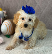 XS Yorkiepoo Male Baker