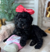 XS Poodle Female Millie