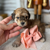 XS Poodle Female Merry - Christmas