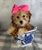 New Year Sale: XS Poodle Female Merry Christmas