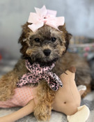 New Year Sale: XS Poodle Female Minnie