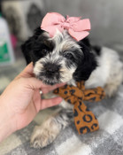 Tiny Cockapoo Female Confetti