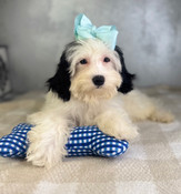 On Sale: Cockapoo Male Collier