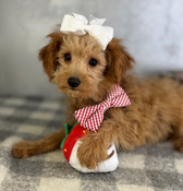 XS Aussiedoodle Male Alexander