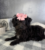 XS Aussiedoodle Female Abby