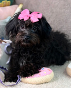 XS Aussiedoodle Female Abby