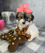 XXS Shihpoo Female Tilly