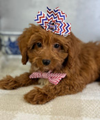 Tiny Toy Cavapoo Male Bentley