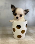 XXS Teacup Chihuahua Fitzgerald