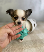 XXS Teacup Chihuahua Foster