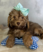 On Sale: XS Teacup Poodle Male Peter