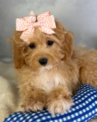 Tiny Toy Cavapoo Female Betsy