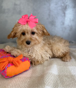 Tiny Toy Cavapoo Female Beauty