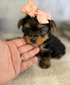 XXS Teacup Yorkshire Terrier Female Star