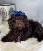 On Sale: XS Teacup Poodle Male Parker