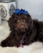 XXS Teacup Poodle Male Parker