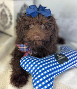 On Sale: XS Teacup Poodle Male Parker