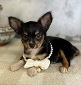 XXS Teacup Chihuahua Female Beauty
