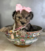 Tiny XS Poodle Female Patches